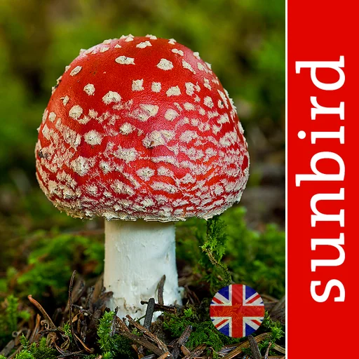 Mushroom Id Guide - UK logo
