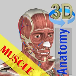 3D Bones and Muscles (Anatomy) logo