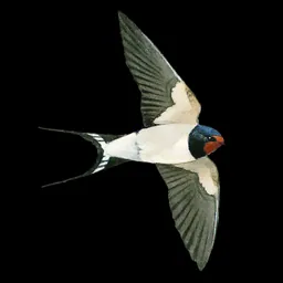 Collins Bird Guide logo