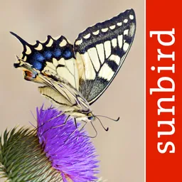 Butterfly Id - UK Field Guide logo