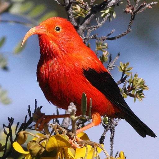 Bird ID Hawaii logo