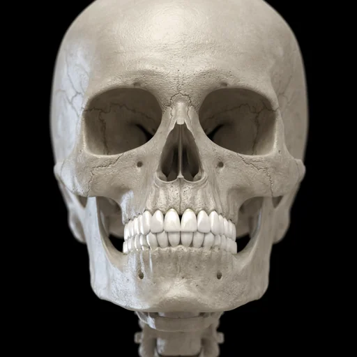 Skeleton 3D Anatomy logo