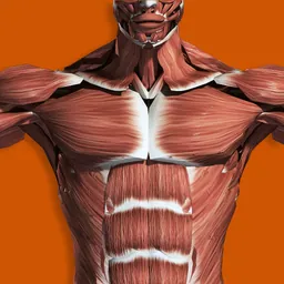 Muscular System 3D (anatomy) logo