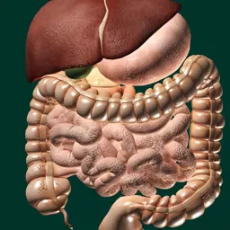 ORGANS 3D (ANATOMY) logo